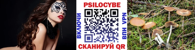 Галлюциногенные грибы Psilocybe  Купить закладки  Пучеж 